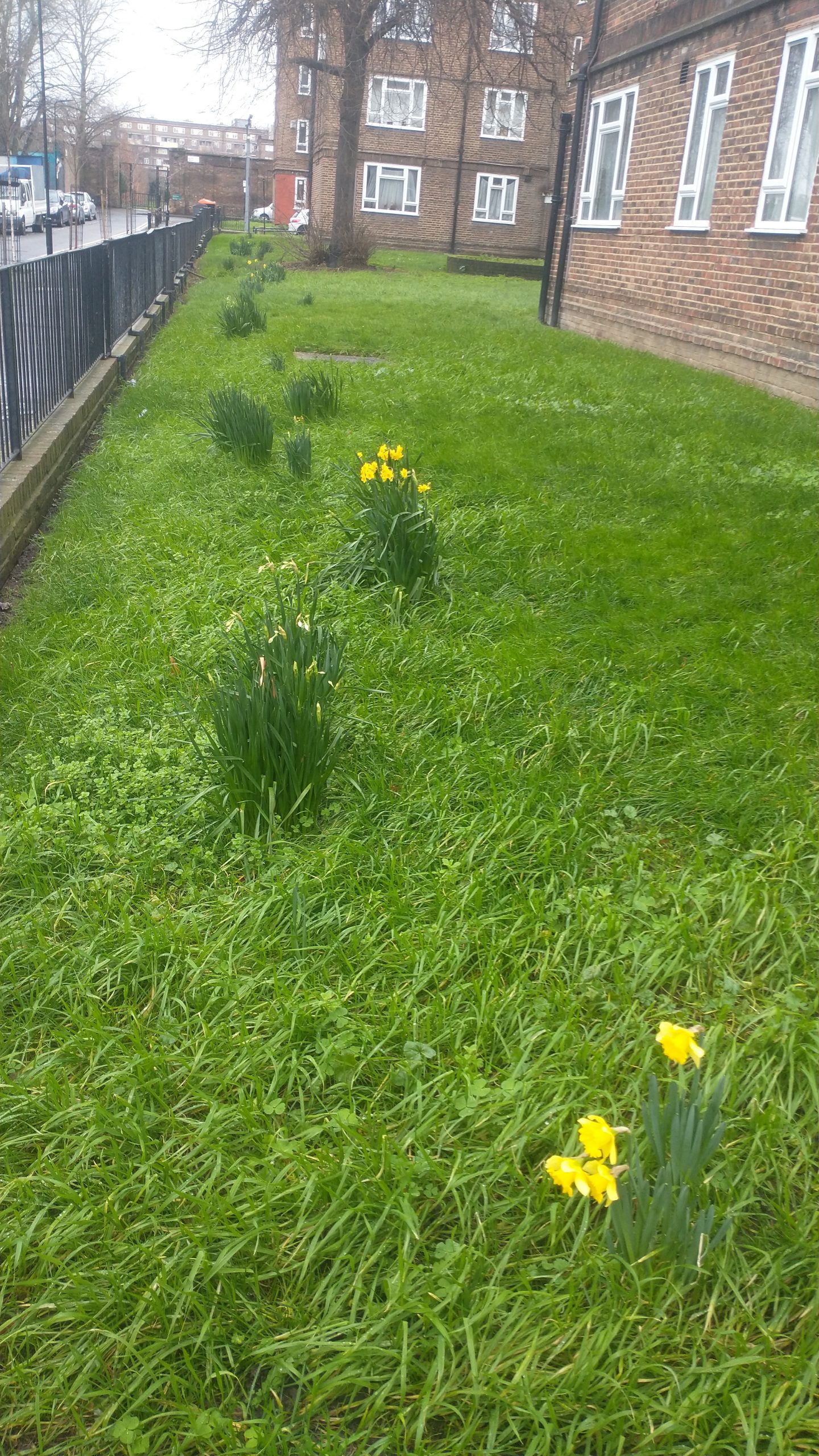 daffodils-the-fabulous-boy-february-11th-and-did-those-feet