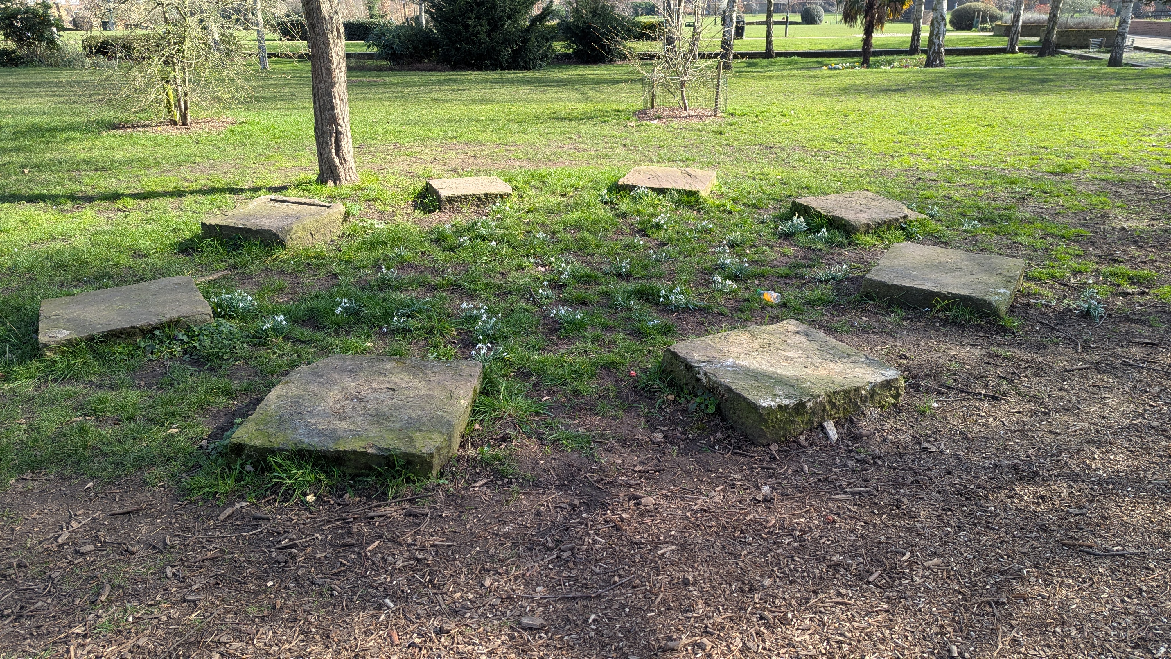 Snowdrop henge Haggerston Park, photo K Flude