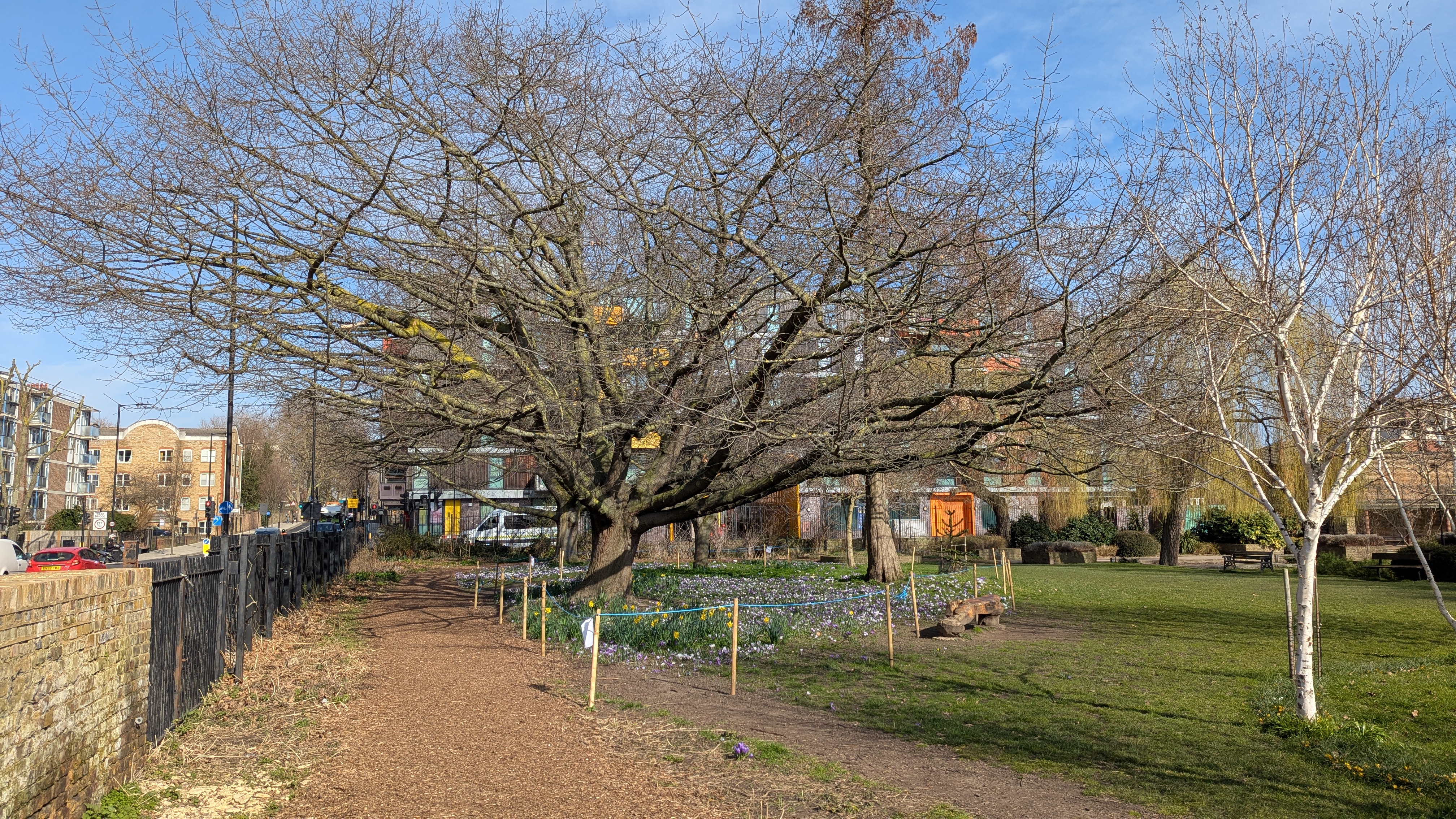 Oak Tree Cluster, Haggerston Park photo by Kevin Flude