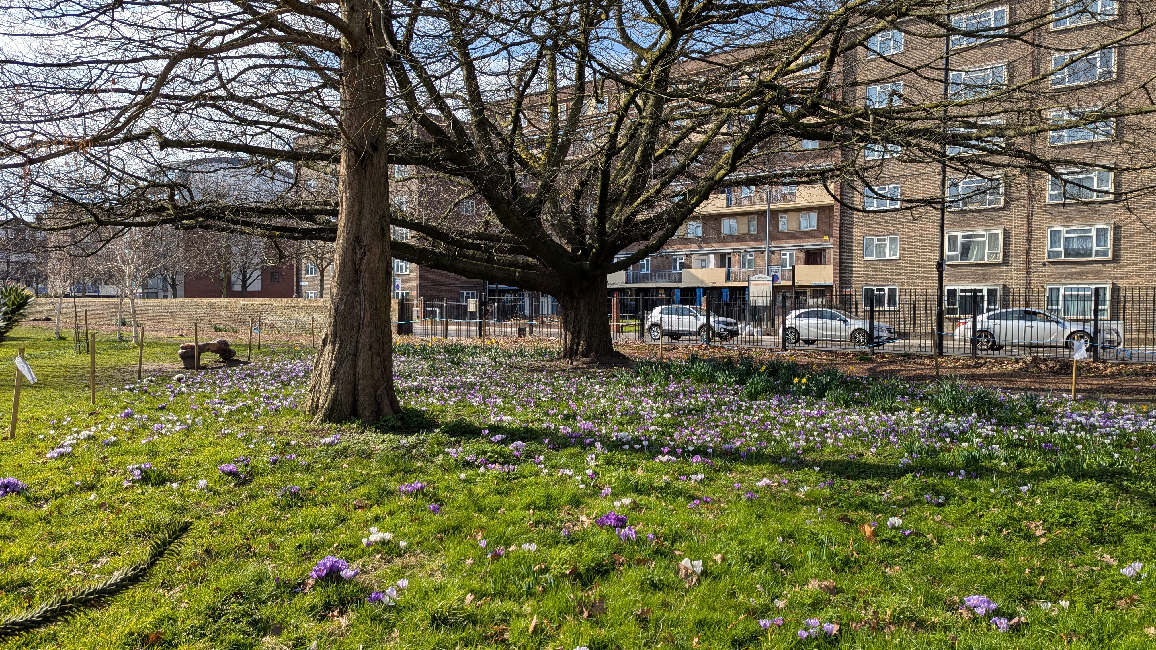 Oak Tree and flowers, Haggerston Park Photo K Flude