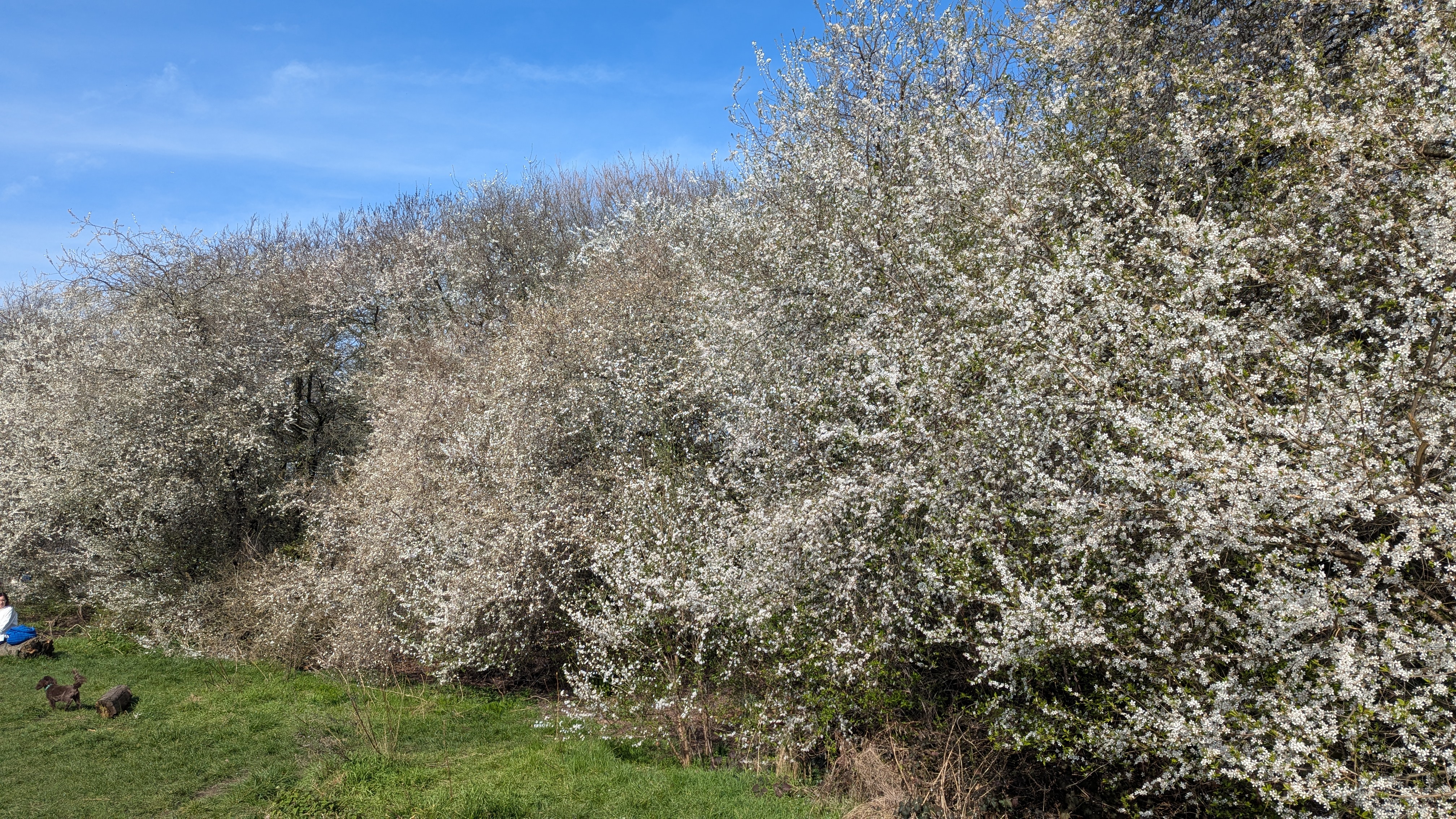 Blosson in Haggerston Park on 9th March 2025, photo by kevin flude